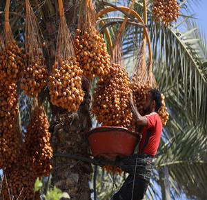 مواطنون يقطفون ثمار البلح بين خيام النازحين في قطاع غزة