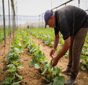 المزارع الفلسطيني عزمي أرحيم يعمل على فلاحة وزراعة أرضه في حي الزيتون بمدينة غزة، سعيا لإعادة تأمين مصدر رزقه، في ظل الأضرار الجسيمة التي لحقت بالقطاع الزراعي