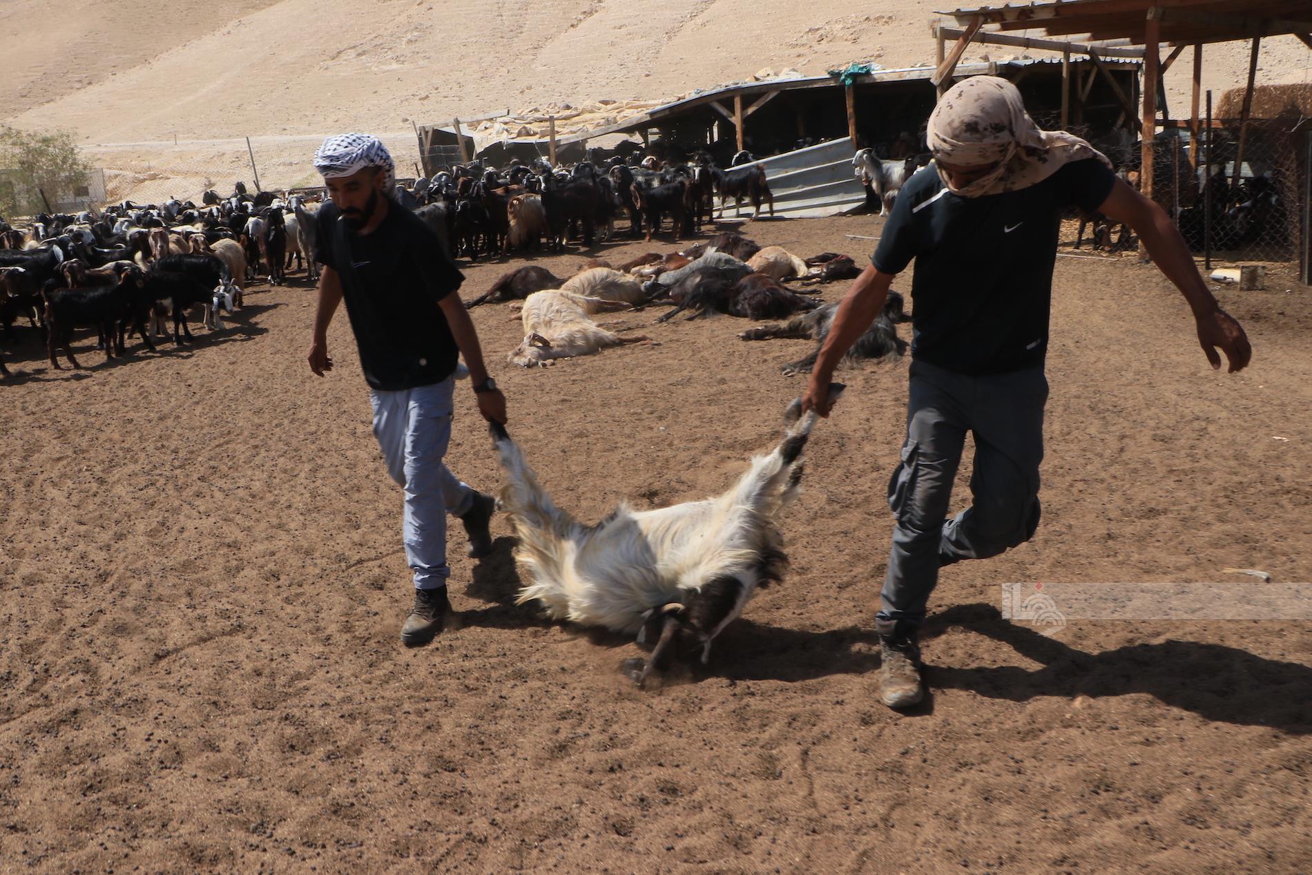 نفوق عدد من رؤوس الأغنام بسموم وضعها مستعمرون في "عرب المليحات" شمال غرب أريحا (تصوير: سليمان أبو سرور/وفا)