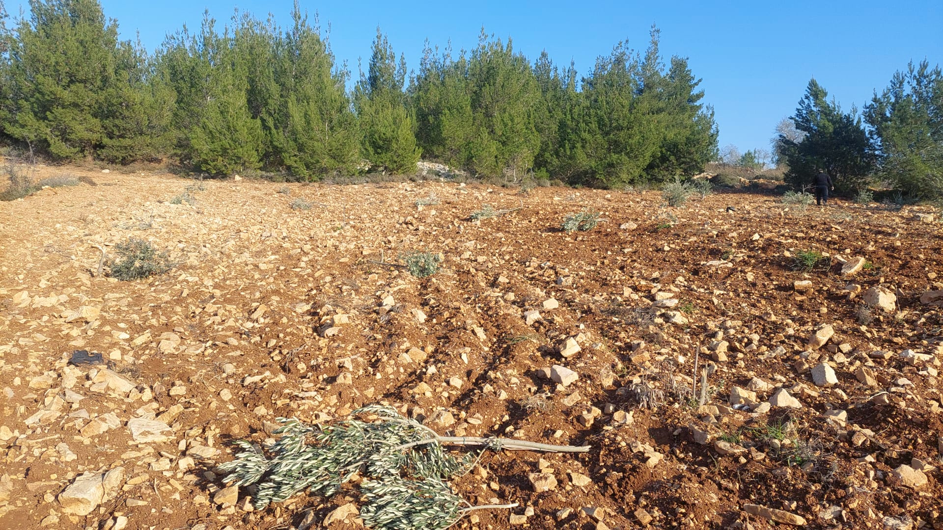 مستوطنون يكسرون أشتال زيتون في بلدة سنجل شمال رام الله