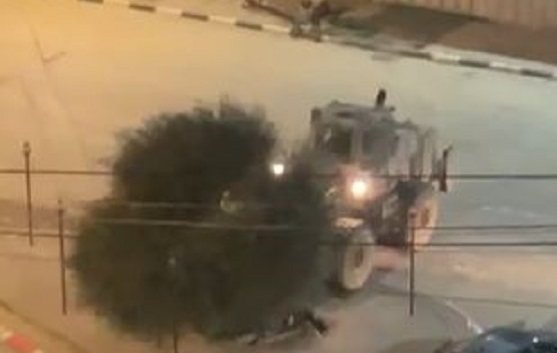 جرافة للاحتلال تقتلع شجرة زيتون من أمام مبنى بلدية عنبتا