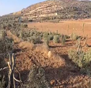 مستعمرون يقطعون نحو 120 شجرة زيتون بين قريتي المغير وأبو فلاح شمال شرق رام الله