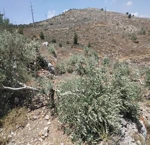 مستعمرون يحطمون عشرات أشجار الزيتون في الأغوار الشمالية