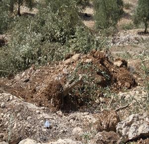 صورة أرشيفية (وفا)