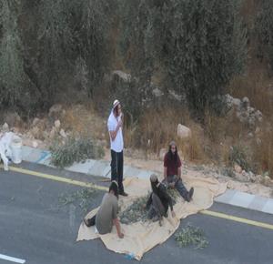 مستعمرون يهاجمون المزارعين ويسرقون محاصيل الزيتون في سعير