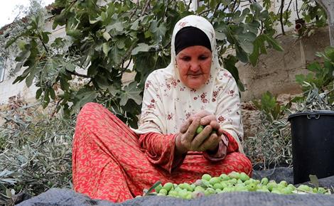 موسم الزيتون.. قهرٌ يتجدد على أبواب الأرض