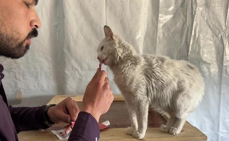 عبد الله يرعى قططًا ضالة ومصابة في منزله بغزة عبد الله يرعى قططًا ضالة ومصابة في منزله بغزة