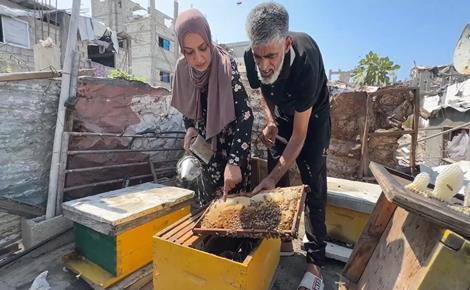 خلية نحل تعيد لعائلة الأشقر مصدر دخلها في جباليا خلية نحل تعيد لعائلة الأشقر مصدر دخلها في جباليا